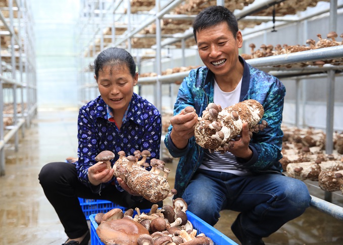 食用菌喜獲豐收 (5).JPG